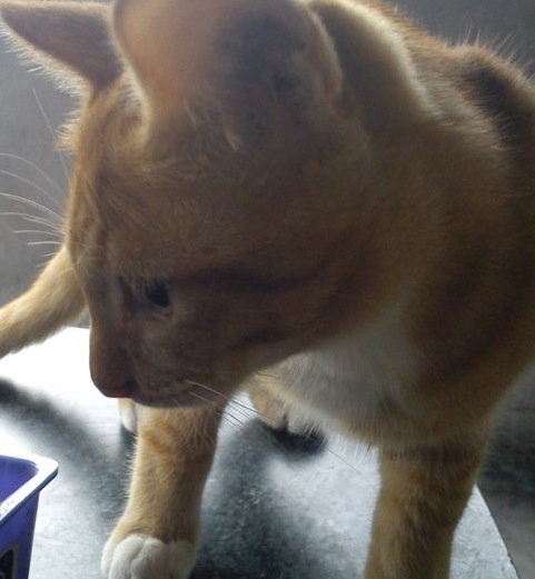 kucing utara bahaya pasir kucing jika termakan kucing utara bahaya pasir kucing jika termakan