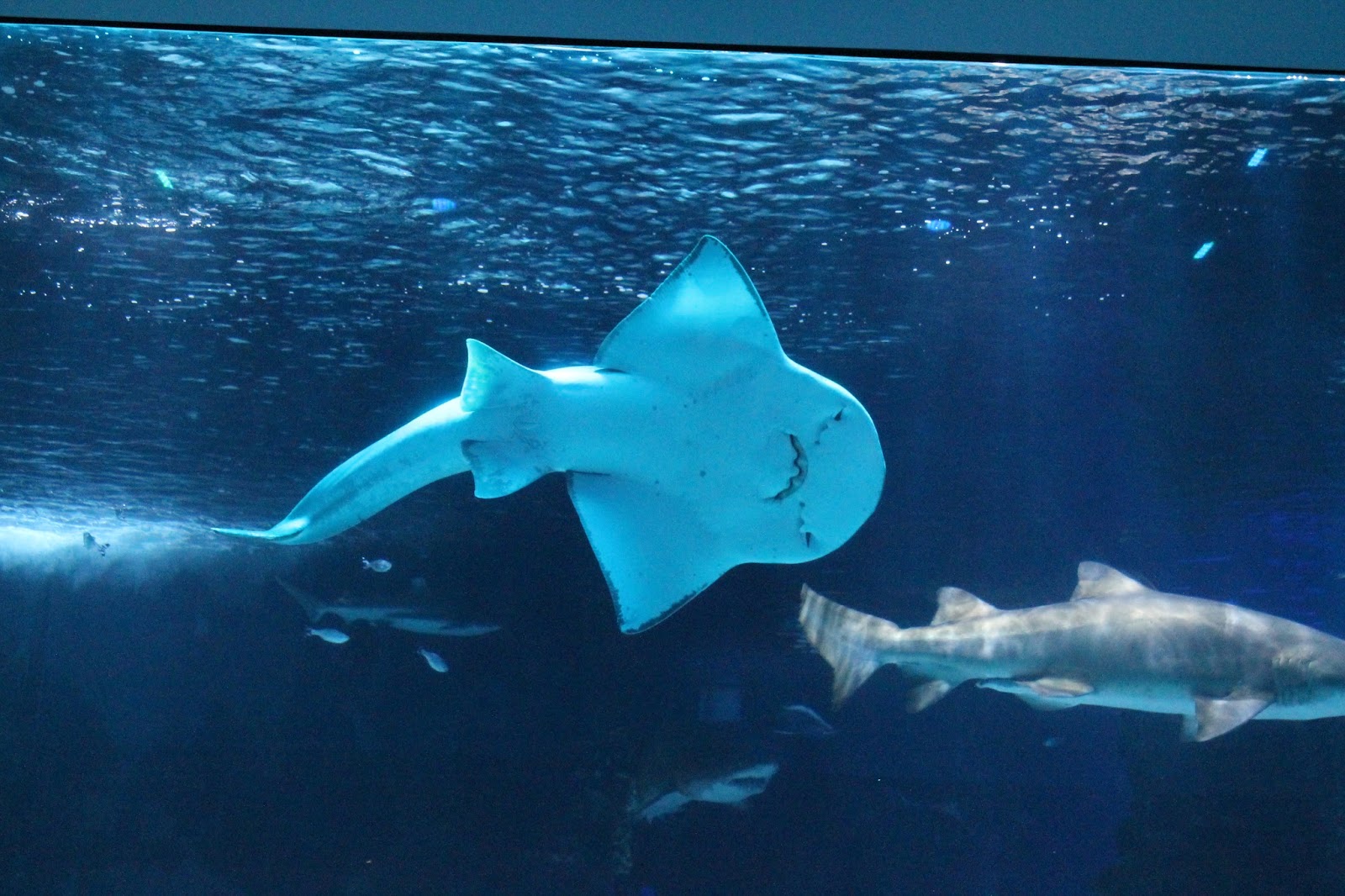 Wife on a Budget Newport Aquarium, Newport, KY