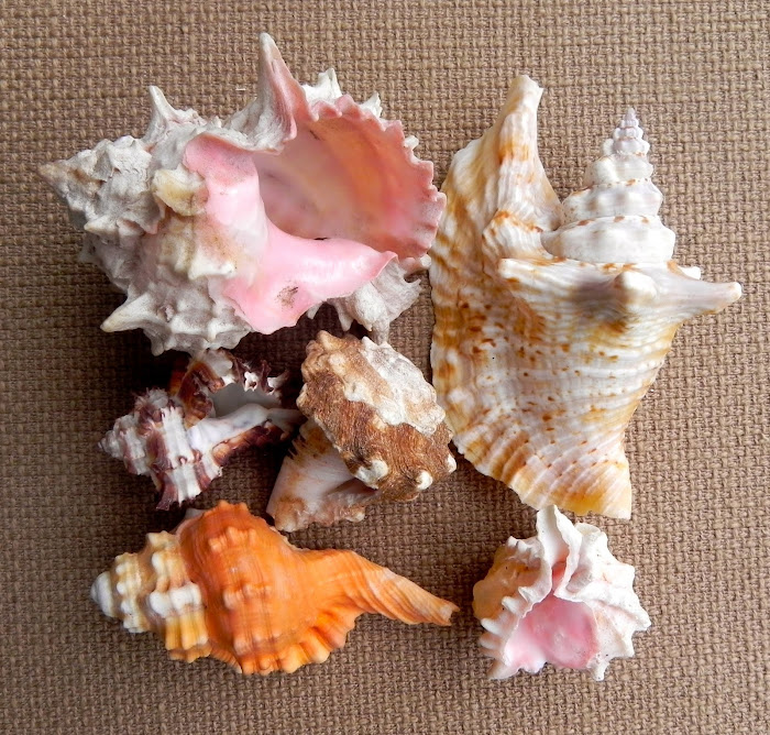 Summerland Cottage Studio Collecting Seashells