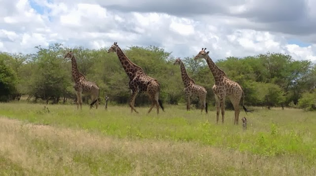 Krugerpark - groep giraffen op hun hoede voor hyena's