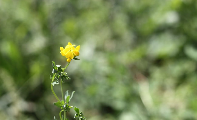 Birds-Foot Trefoil Flowers Birds-Foot Trefoil Flowers