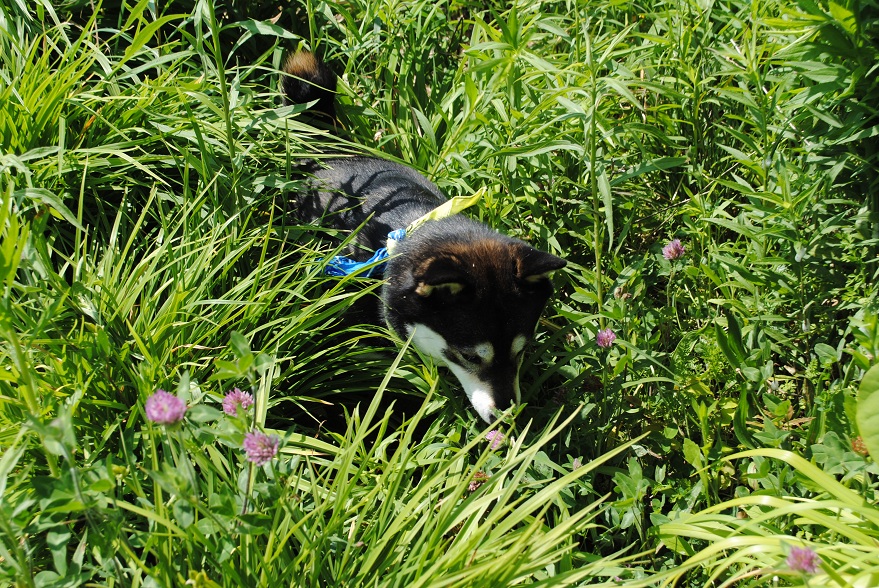 Saya's adventure Mighty hunter has struck again. Warning dead baby