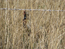 Rooster in the Grass