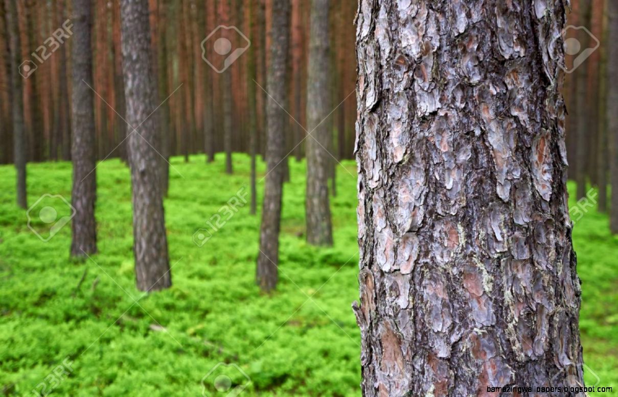 Photo Of Pine Trunk Pinus Sylvestris In Front Green Forest Photo Of Pine Trunk Pinus Sylvestris In Front Green Forest
