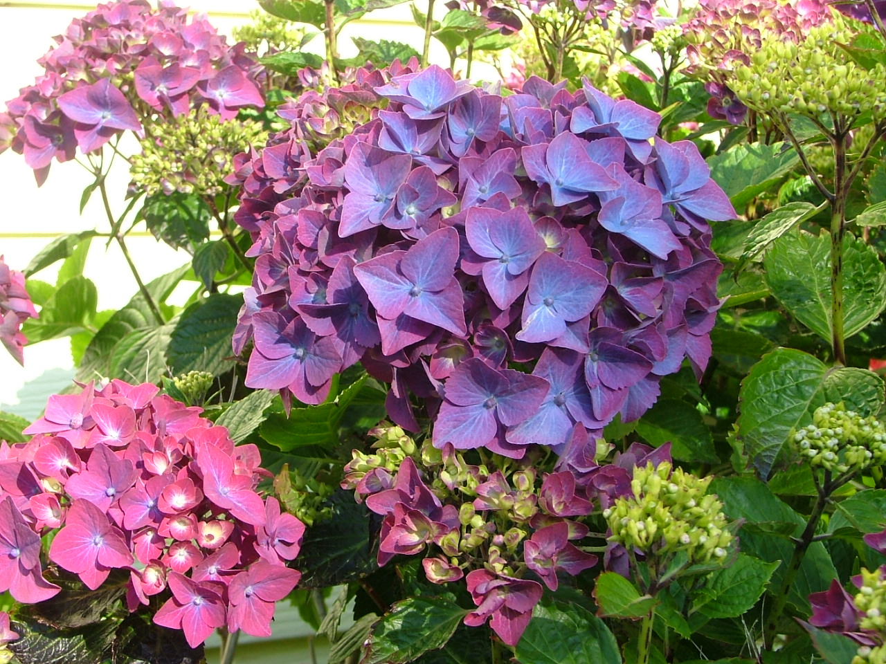 Oregon Coast Gardener Coastal Shrub Focus Hydrangea