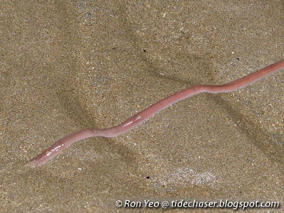 ribbon worm