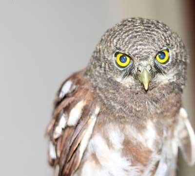 7 fakta unik tentang burung hantu