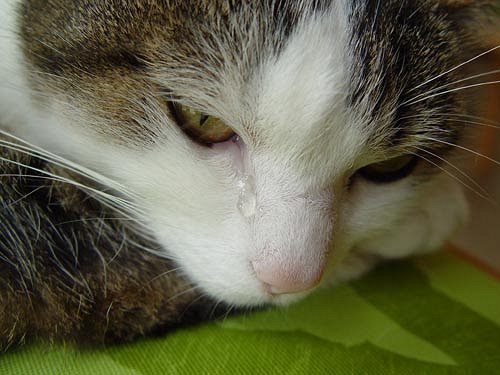 Crying_Cat_by_cherrman.jpg