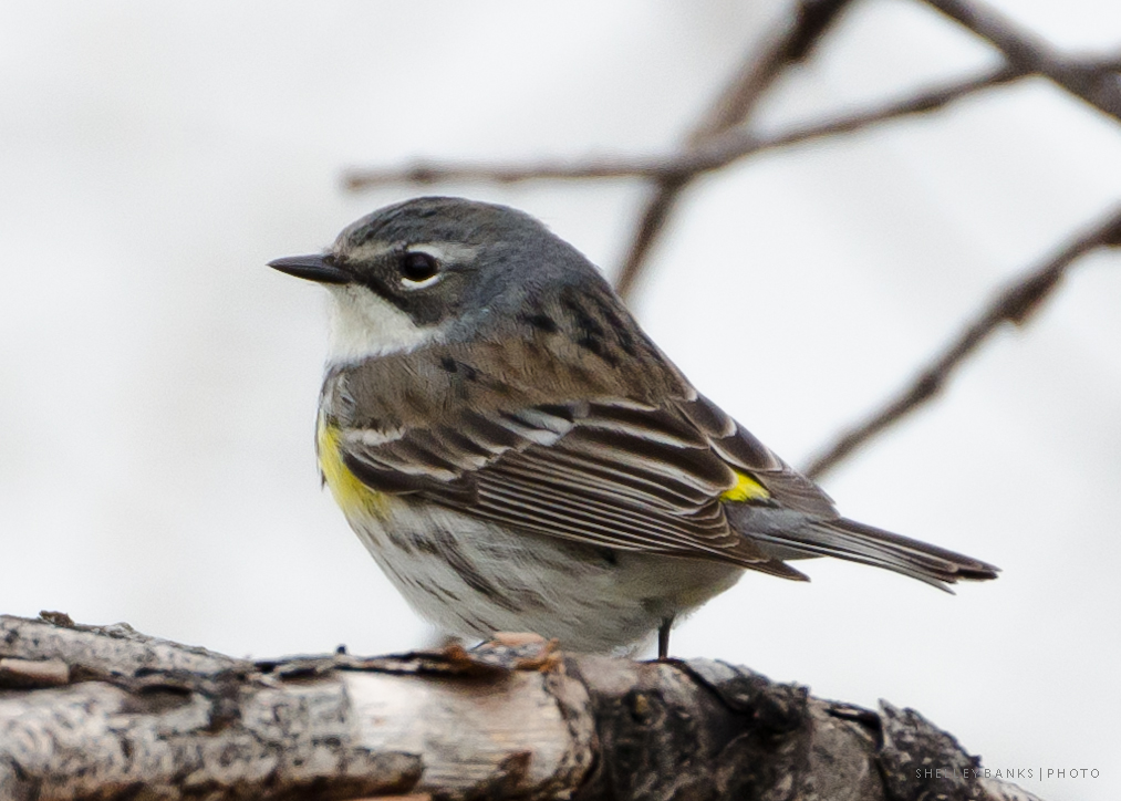 Prairie Nature YellowRumped Warblers Wascana Park, Regina