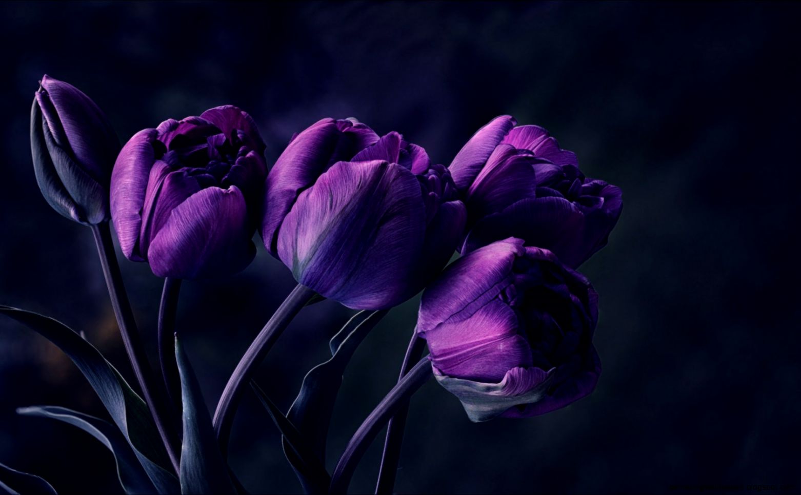 mystery flower night dark tulips purple petals photo beautiful mystery flower night dark tulips purple petals photo beautiful