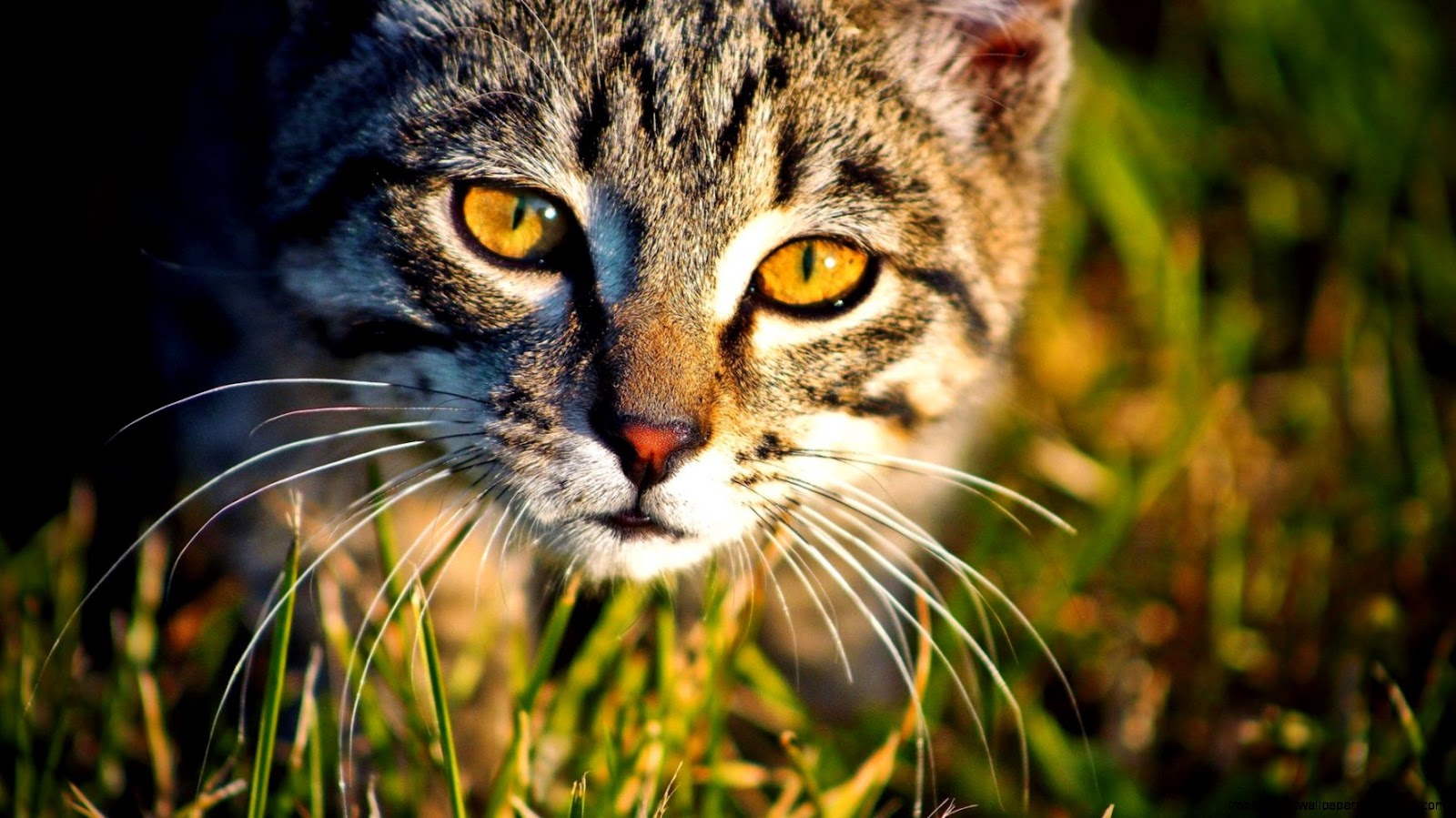 Cat In The Grass Wallpaper Cat In The Grass Wallpaper