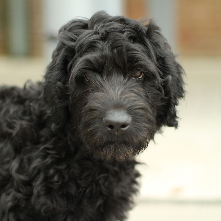 Labradoodle Puppy 2