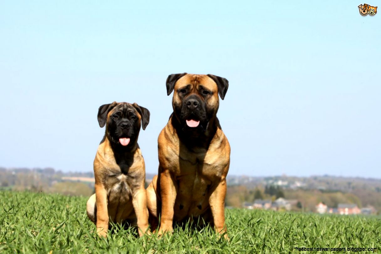 Large Dogs Breeds Bullmastiff Large Dogs Breeds Bullmastiff