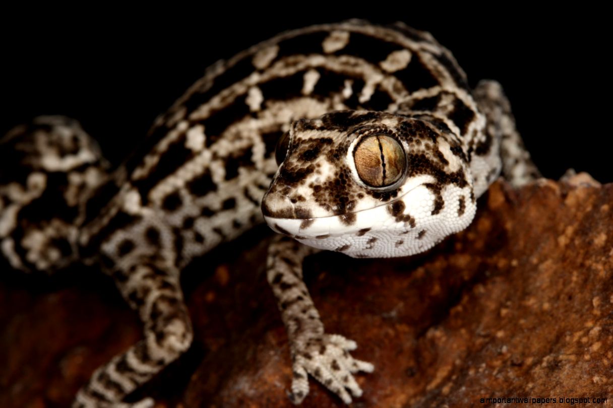 viper gecko by macrojunkie on DeviantArt viper gecko by macrojunkie on DeviantArt