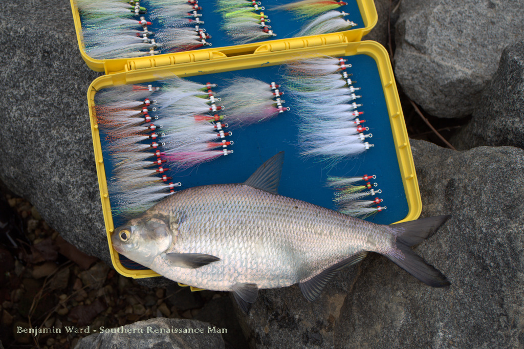 Southern Renaissance Man Shad Run James River Fly Fishing Report