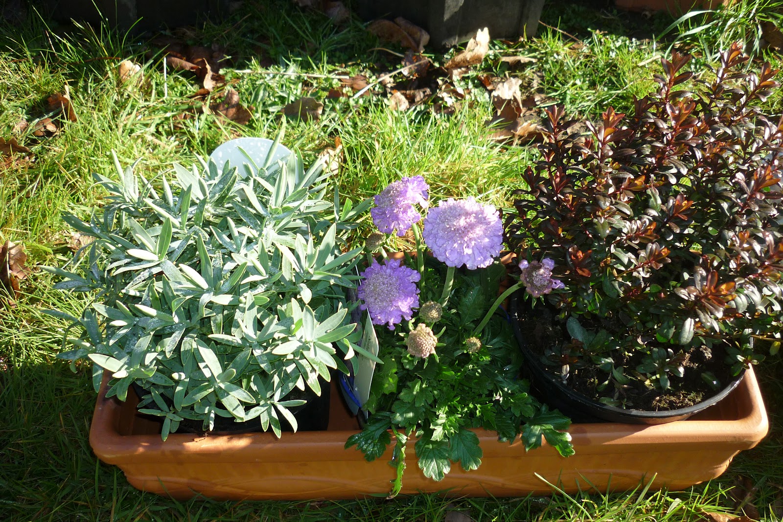 The Faery Enchantress Spring Has Sprouted