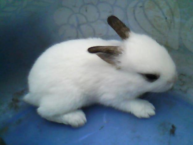 Sahabat ICT: upload gambar