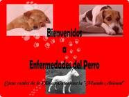 ENFERMEDADES DEL PERRO