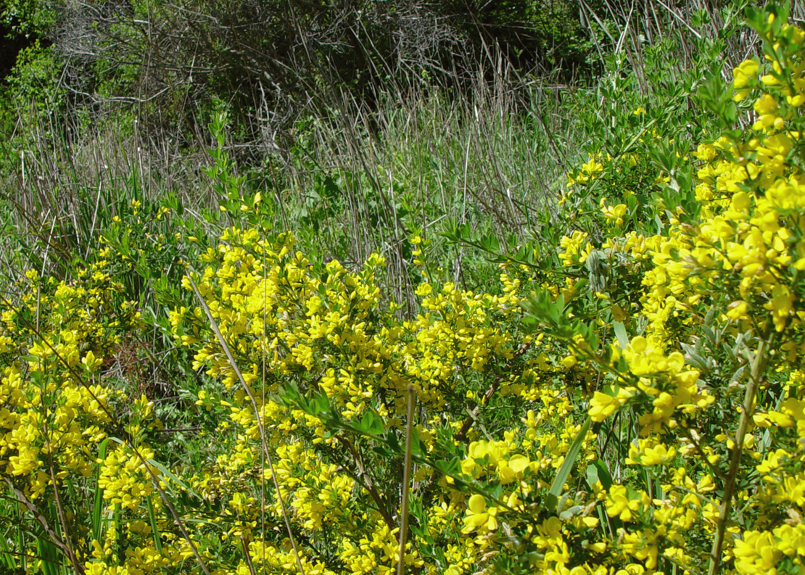 french broom weed in az french broom weed in az