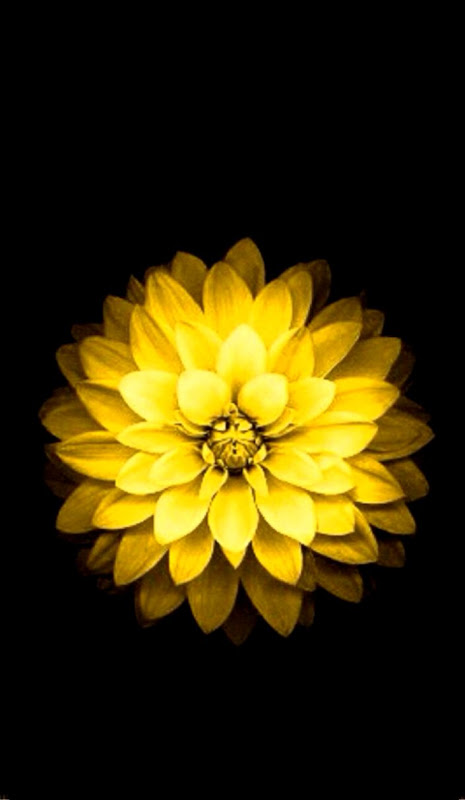 Where can I find the yellow flower wallpaper for iPhone 6 4731 Where can I find the yellow flower wallpaper for iPhone 6 4731