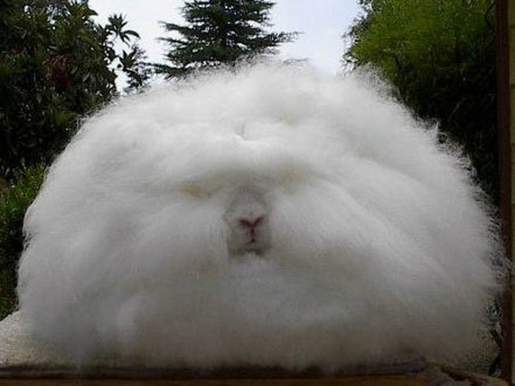 Funny+Angora+Rabbit_.jpg