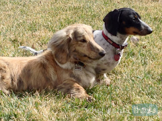 What Mandy Thinks: Image of my mother's new dog Yogi and my sister's dog Oscar bonding: "Yogi (front) with his new bestie Oscar (back), my sister's dog."
