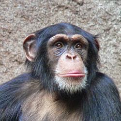verschil genen slechts aap chimpansee