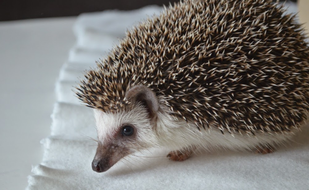 ever so juliet uk lifestyle beauty baking blog my pet hedgehog ever so juliet uk lifestyle beauty baking blog my pet hedgehog