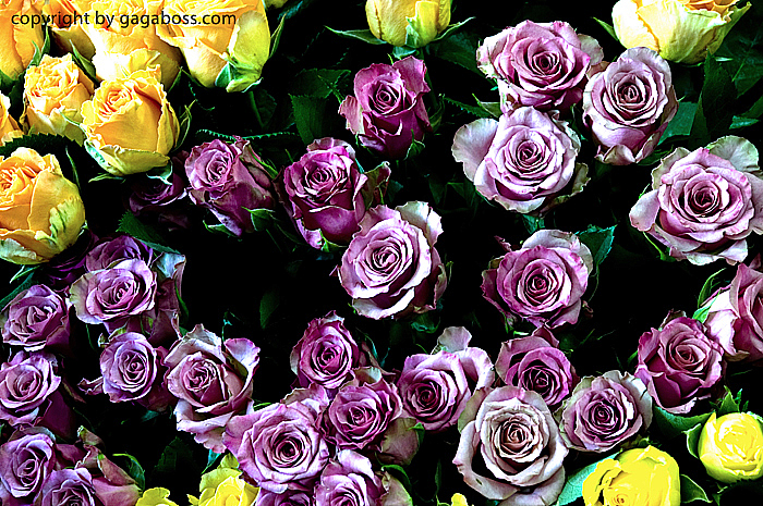 Download Gagaboss Studio 2010 PSD Mockup Templates