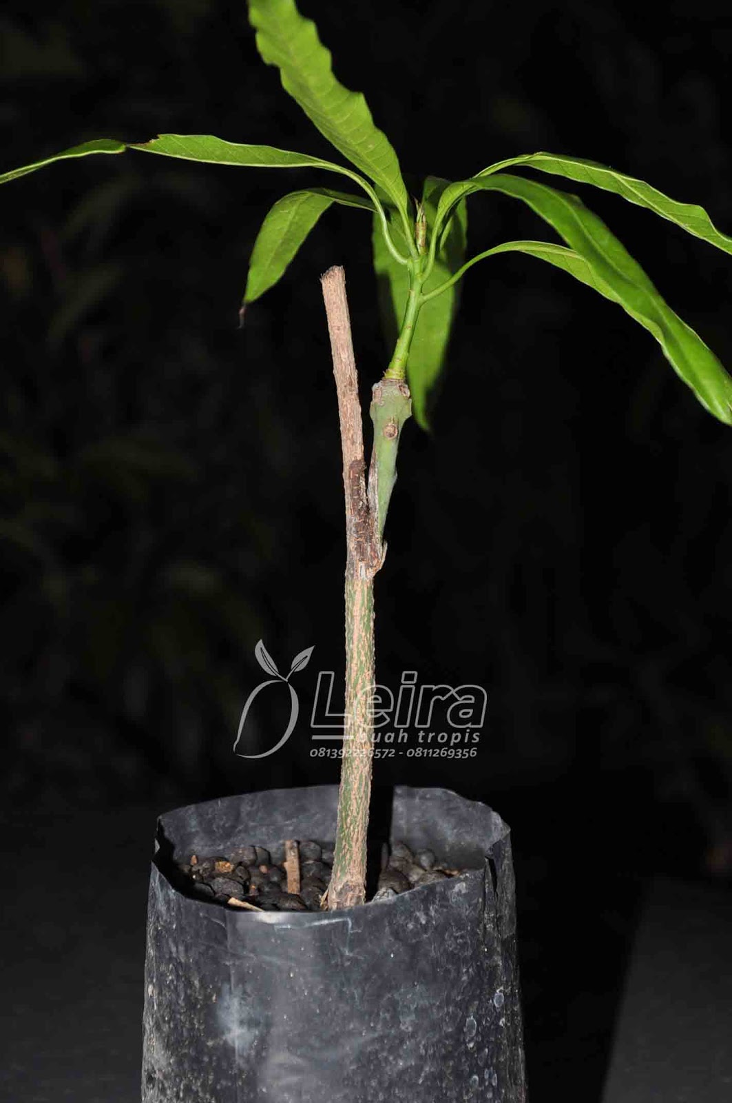 Menyemai Biji Mangga untuk Batang Bawah (Rootstock