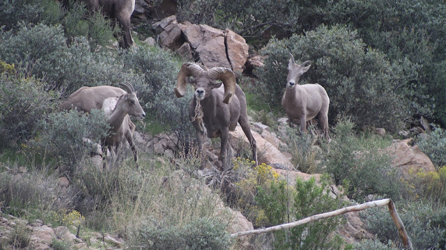 Arizona%2BDesert%2BBighorn%2BSheep%2BHunting%2BThe%2BGnarly%2BRam%2Bwith%2BColburn%2Band%2BScott%2BOutfitters%2B2.JPG