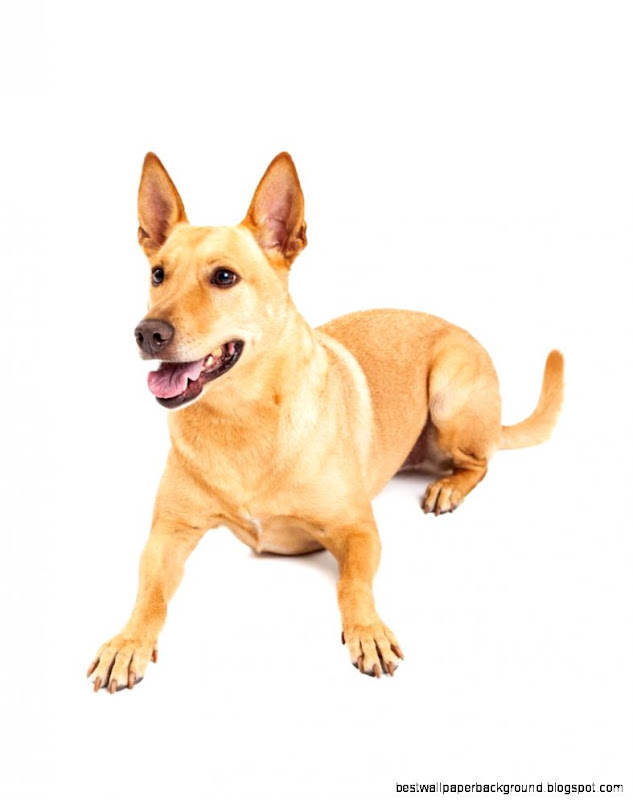 American dingo Americas only native wild dog MNN Mother American dingo Americas only native wild dog MNN Mother