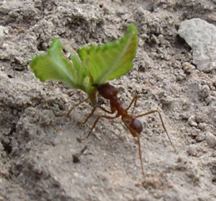 "بيت النمل" Foraging+ant