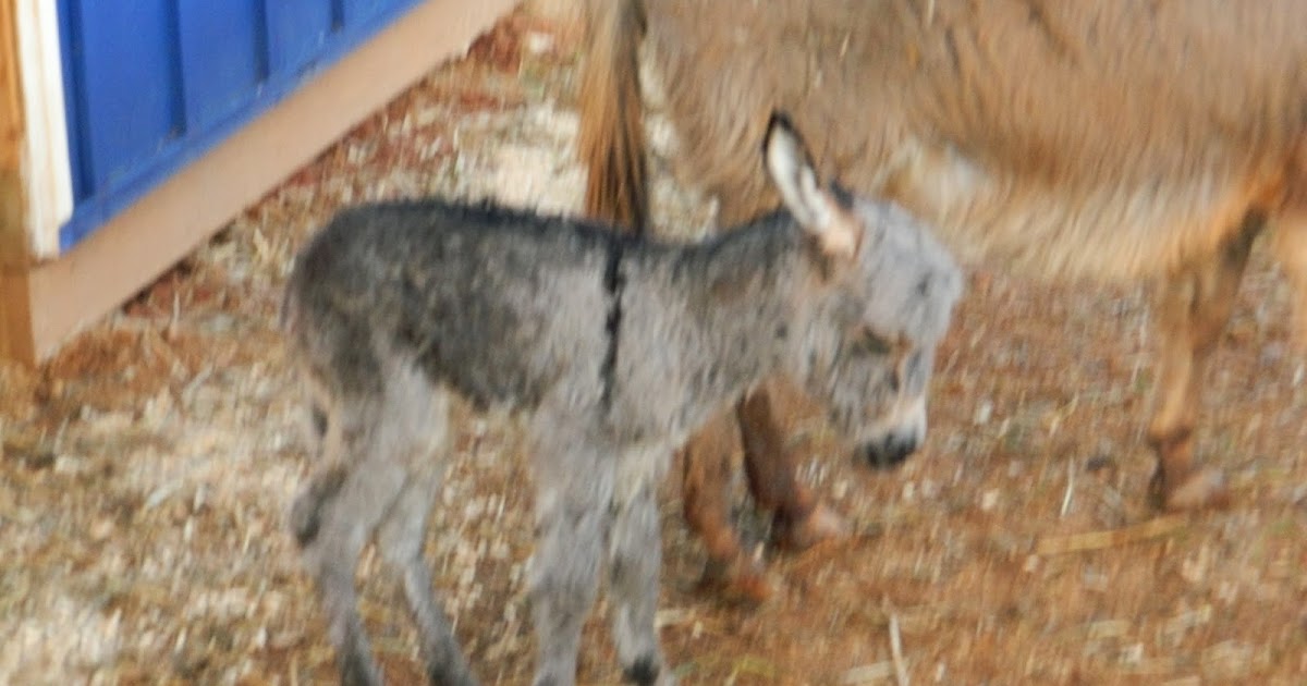 Hand Raising a Miniature Donkey Foal