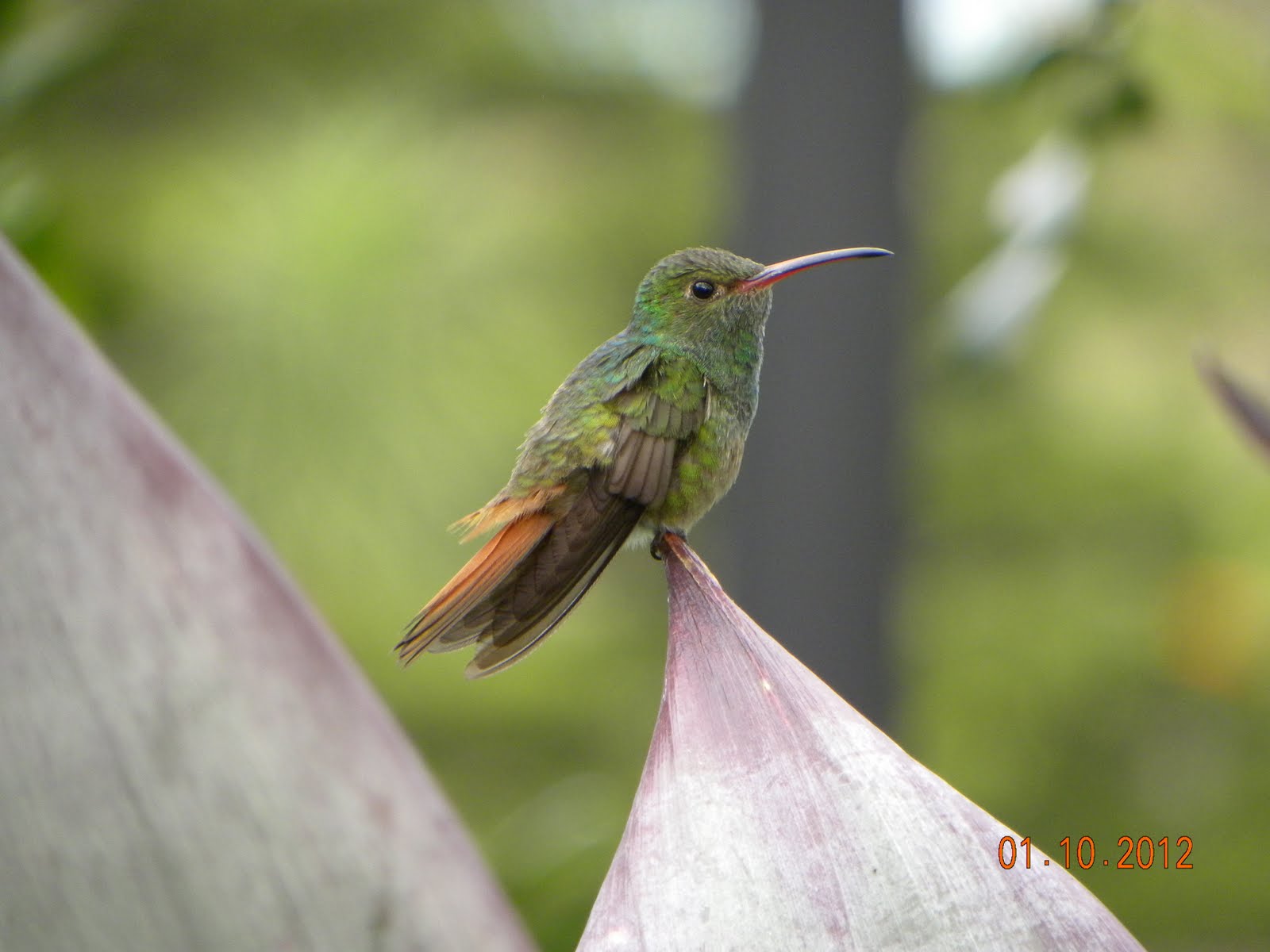 Steve's Birds: Costa Rican Birds II
