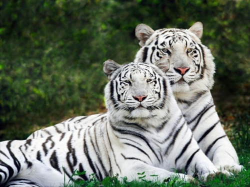 Tigre blanco bebé tiernos - Imagui