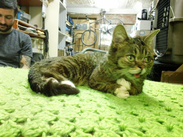 Pet Tongues Letting It All Hang Out Pawsitively Pets