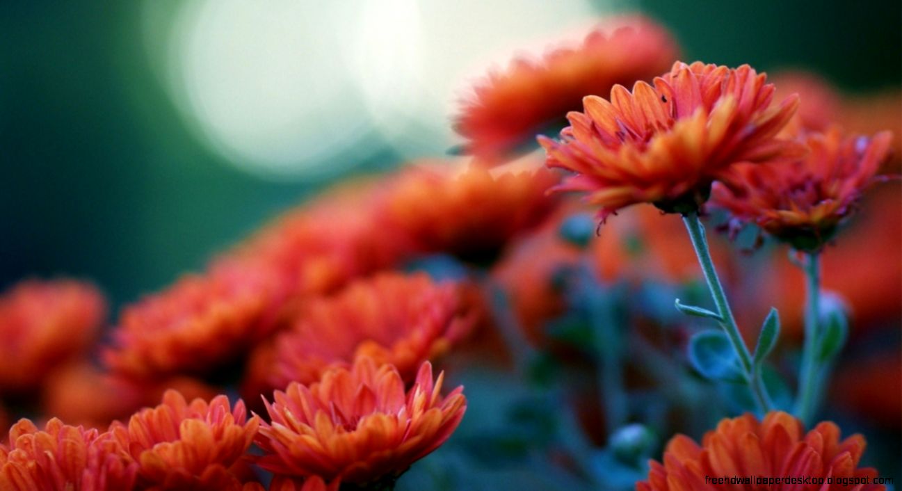 Orange Flowers Chrysanthemums Blur Photo Hd Wallpaper Wallpaper List Orange Flowers Chrysanthemums Blur Photo Hd Wallpaper Wallpaper List