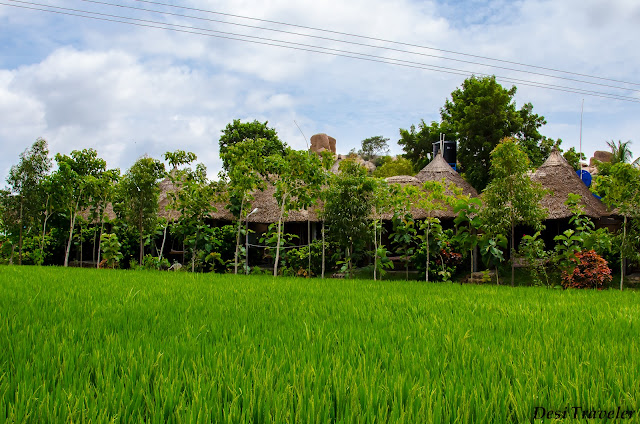 green paddy fields india