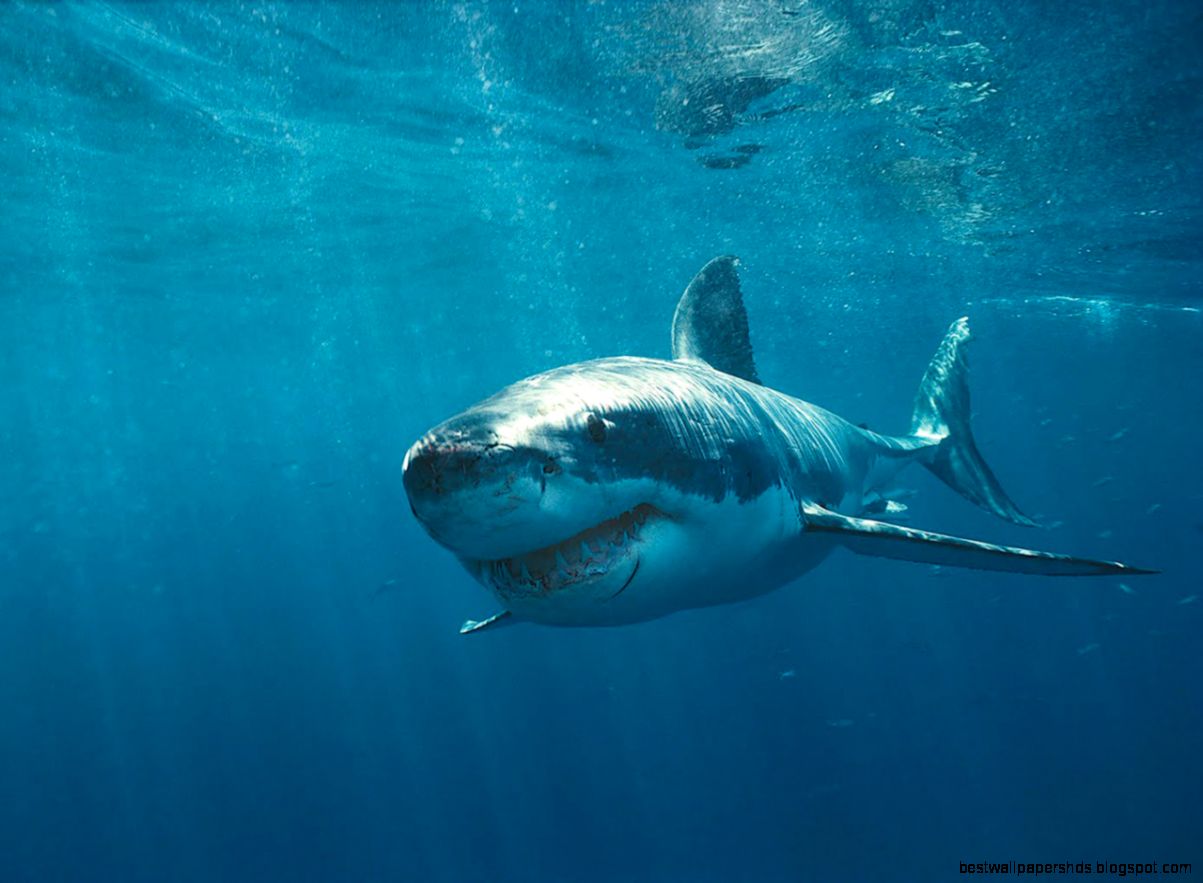 Great White Shark Wallpaper Hd WallpaperSafari Great White Shark Wallpaper Hd WallpaperSafari