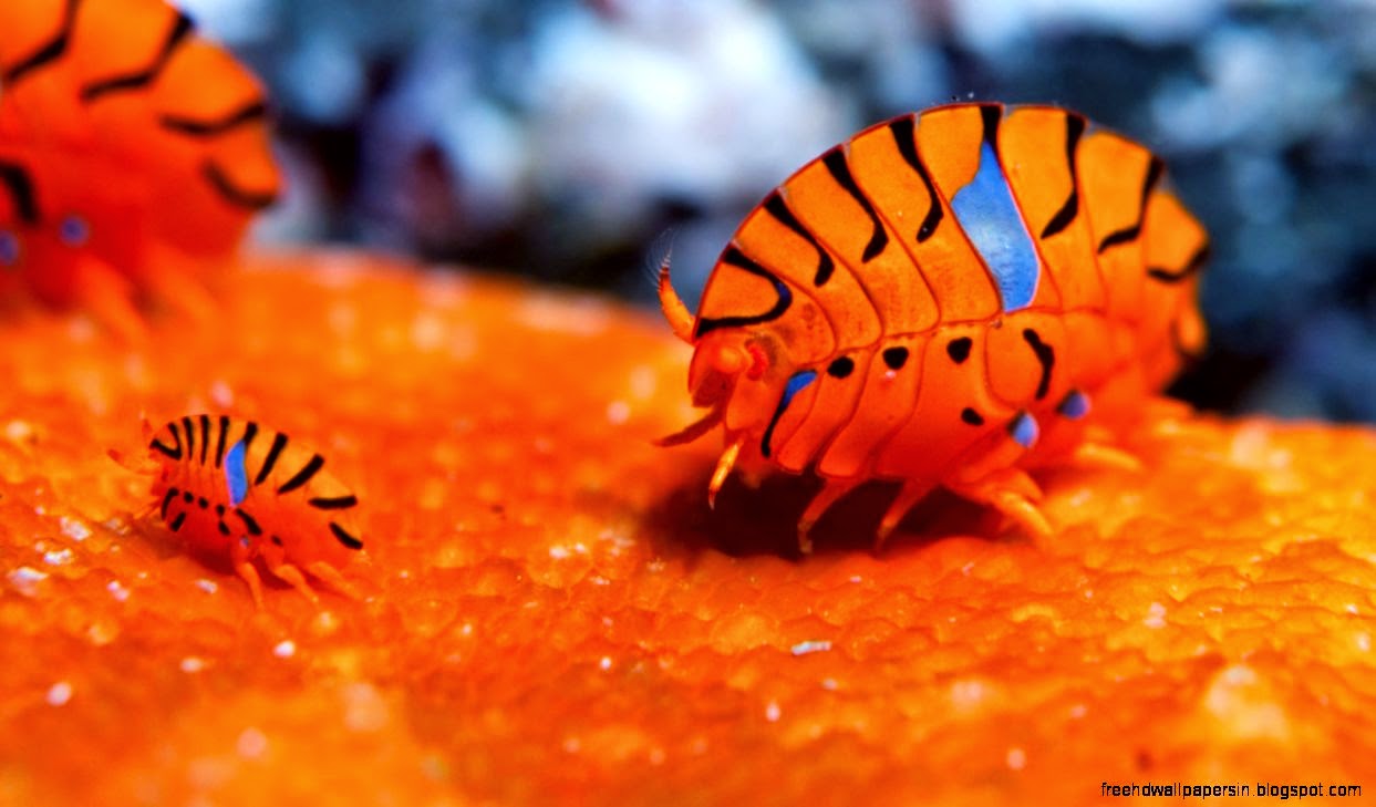 Daily Screensavers from Bing Best Free Wallpaper Daily Screensavers from Bing Best Free Wallpaper