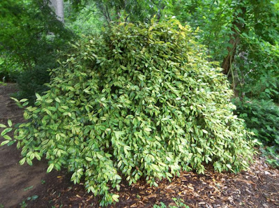 Balkan Ecology Project Nitrogen Fixation How It Works And A