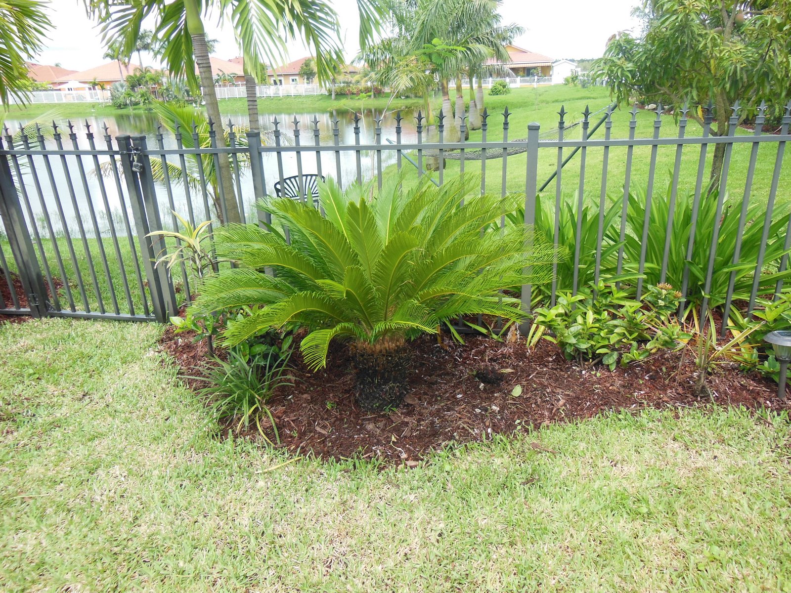 South Florida Gardening Blog