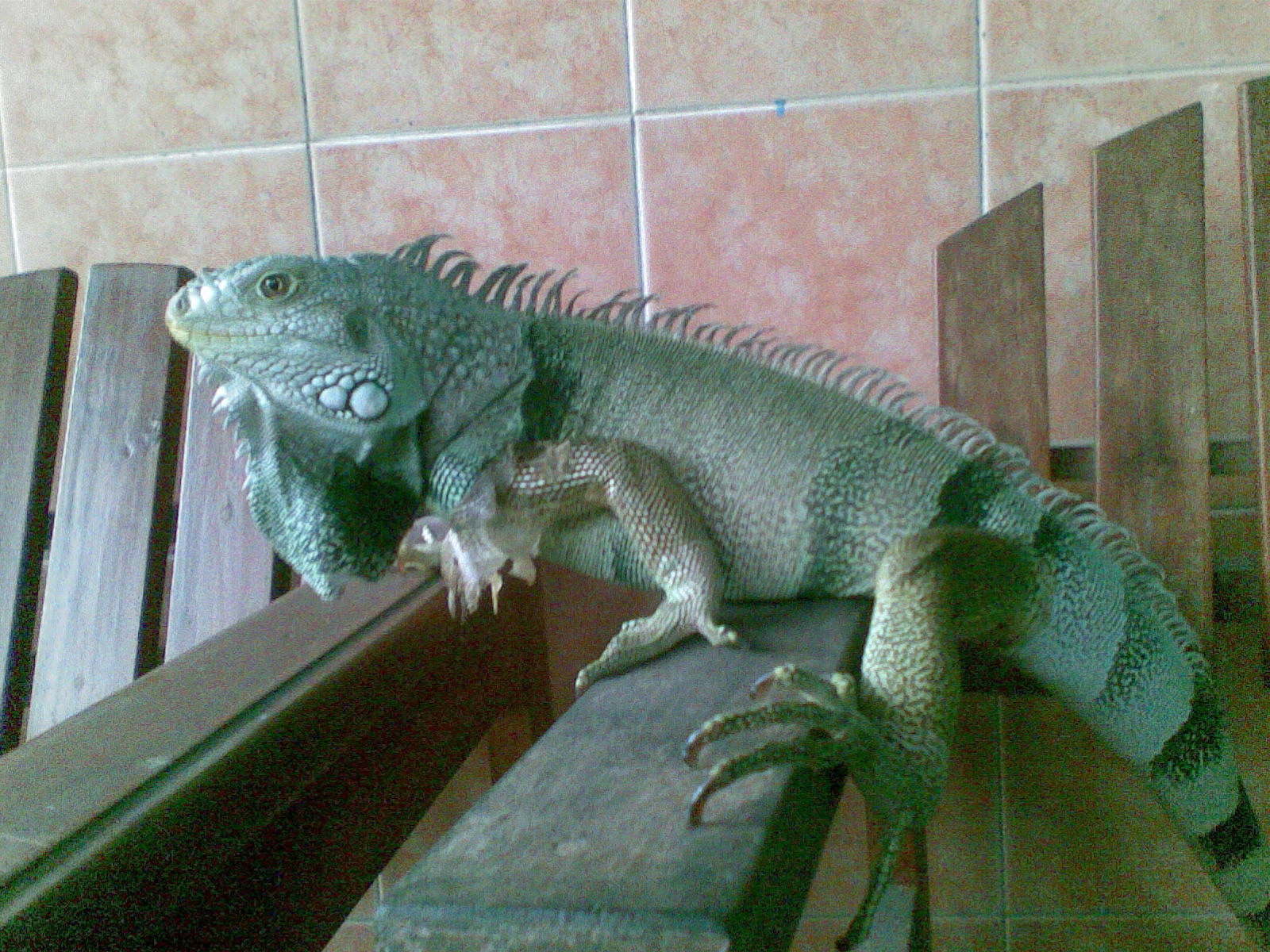 iguana adalah hewan