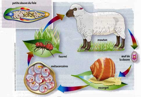 Les lamblias dans le sang la quantité danticorps