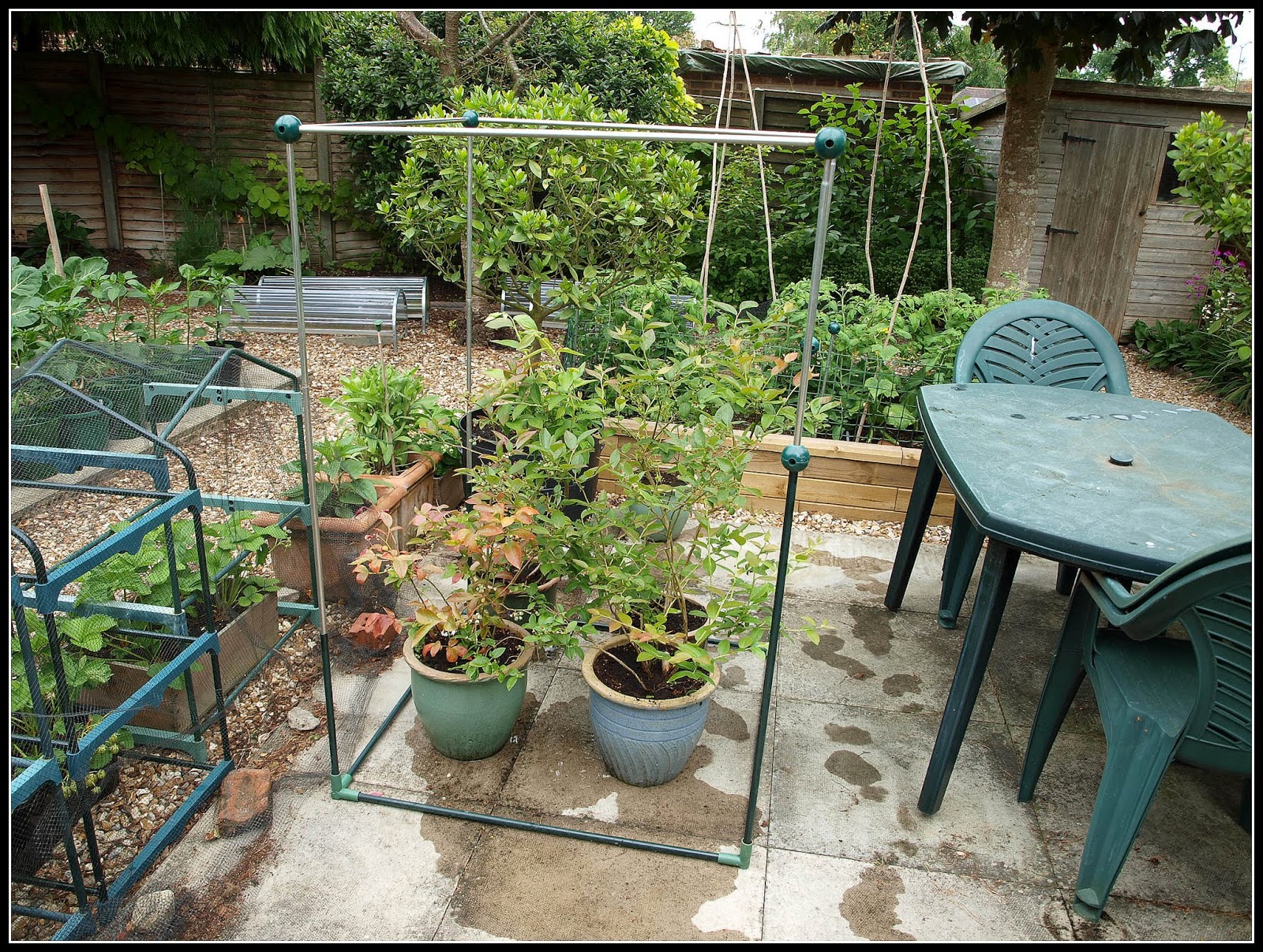 Mark's Veg Plot Making a fruit cage for my Blueberries
