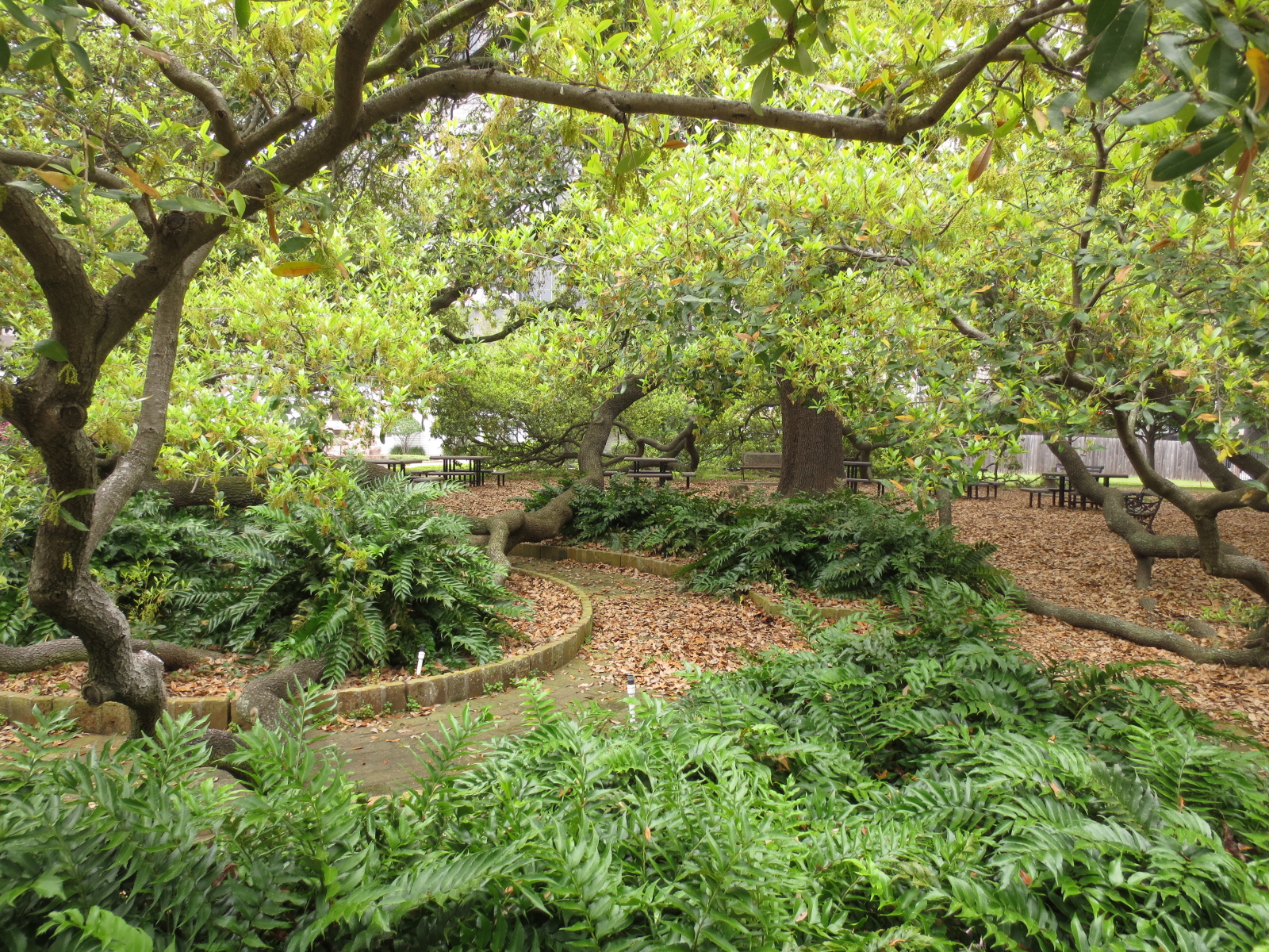 Remarkable Trees of Texas THE MOST BEAUTIFUL TREE IN DOWNTOWN HOUSTON