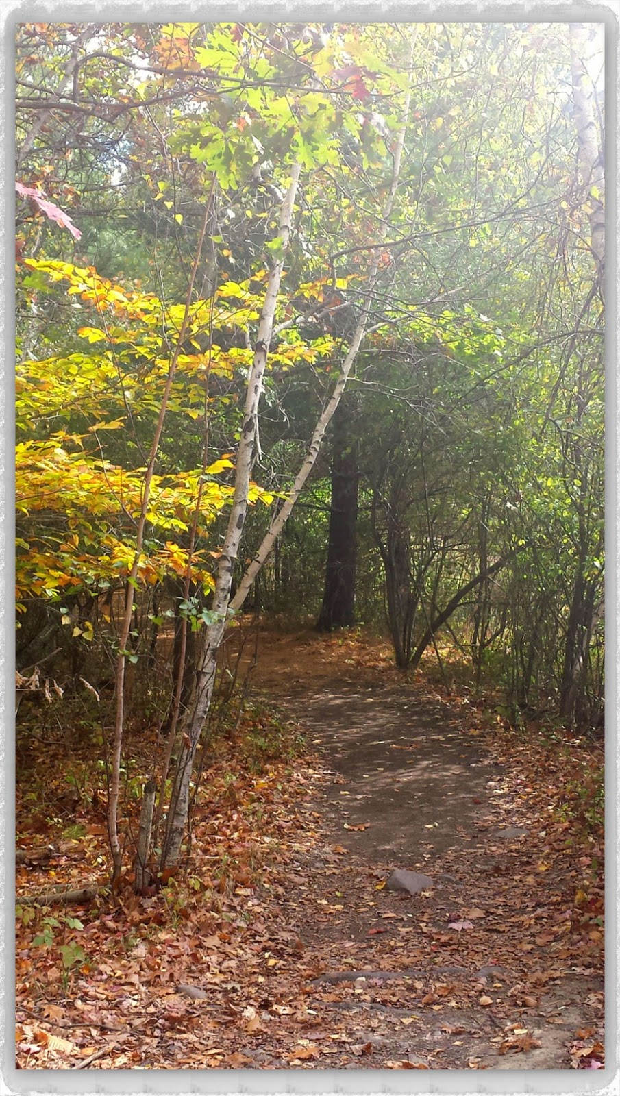 An Autumn Walk At One Of My Favorite Places --How Did I Get Here? My Amazing Genealogy Journey --Binghamton University Nature Preserve