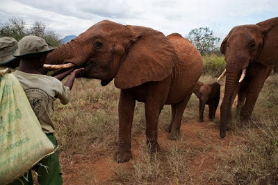 Kenya's Baby Elephant Orphanage Seen On www.coolpicturegallery.us