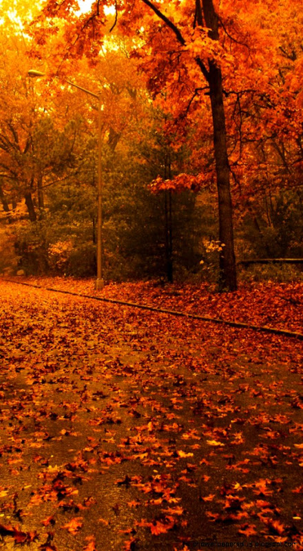 25 Fall iPhone Wallpapers 25 Fall iPhone Wallpapers